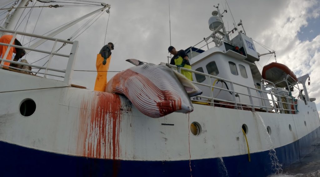 Norwegian Whaling Vessel © ESPA