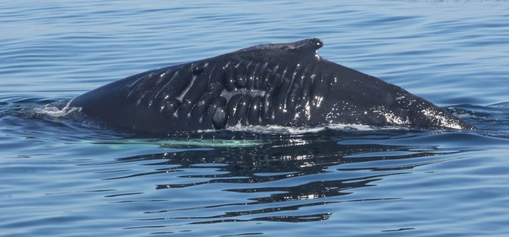 shipstrikes03 c wdc northamerica