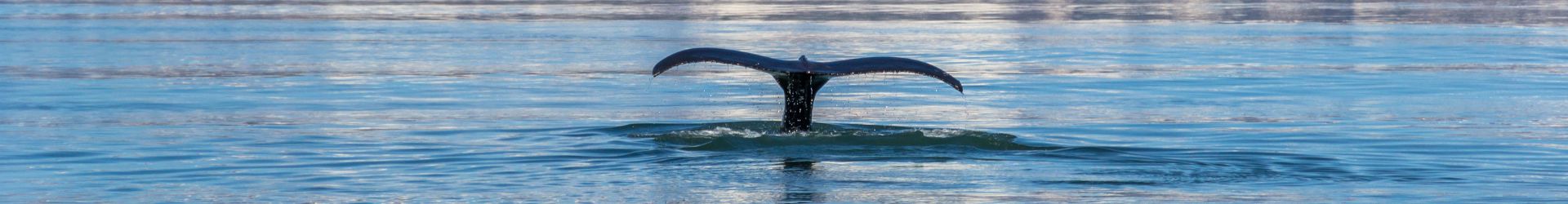 whale tail