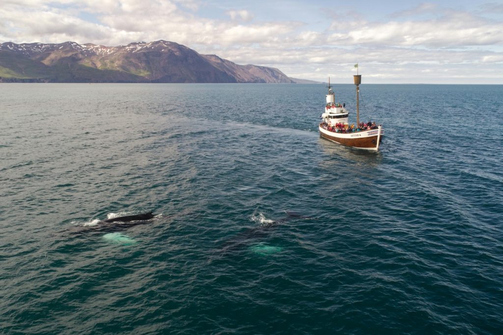 Whale watching in Iceland